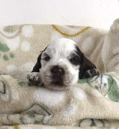 Nighean From Dusty's Home