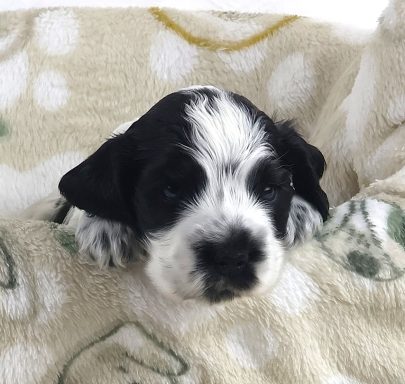 Neeve From Dusty's Home