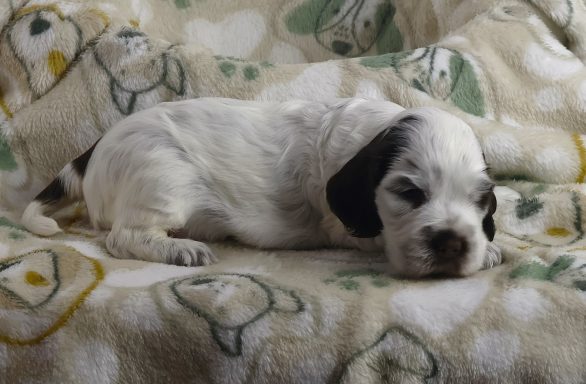 Nighean From Dusty's Home