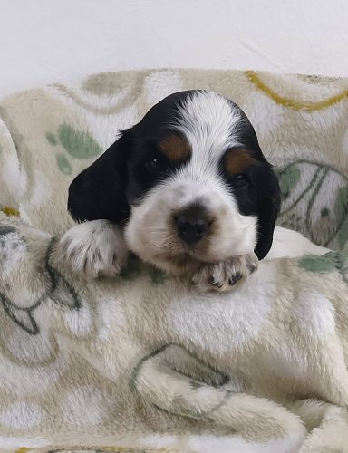 Nilla Velvet Edition From Dusty's Home