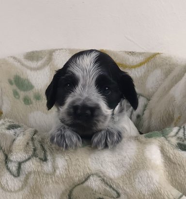 Neamhain From Dusty's Home