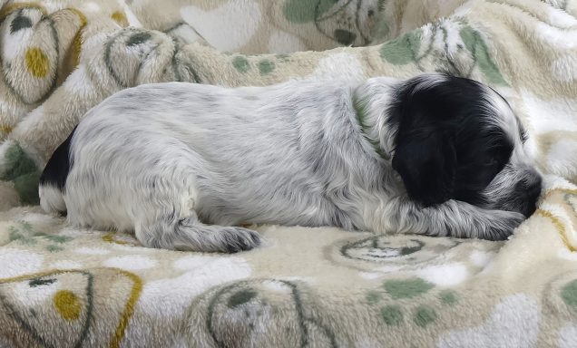 Neamhain From Dusty's Home