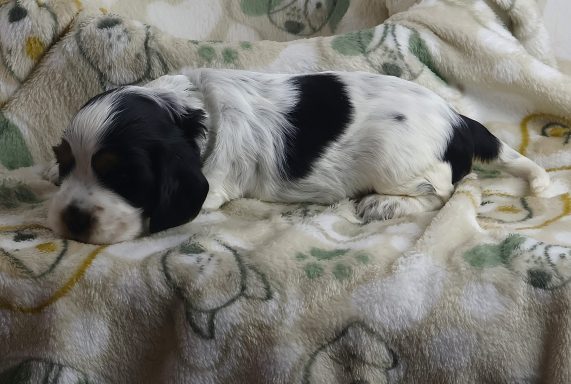 Nilla Velvet Edition From Dusty's Home